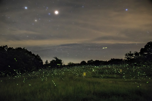 Stars and Fireflies - Photo courtesy MDC. 